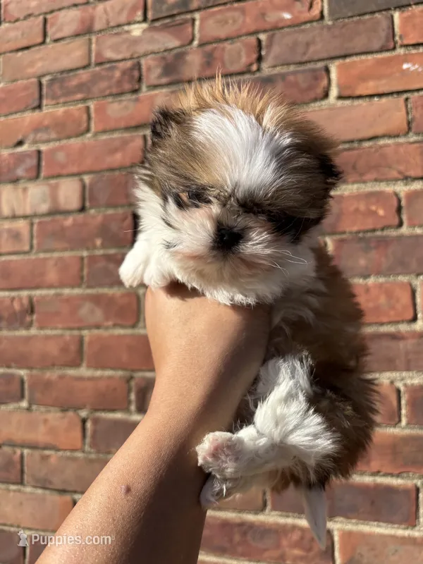Shih Tzu  – Shih Tzu puppy for sale in Redford Township, MI