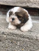 Shih Tzu , a male Shih Tzu for sale in Redford Township, MI – Photo 4 of 4