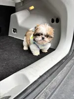 Shih Tzu , a male Shih Tzu for sale in Redford Township, MI – Photo 2 of 4