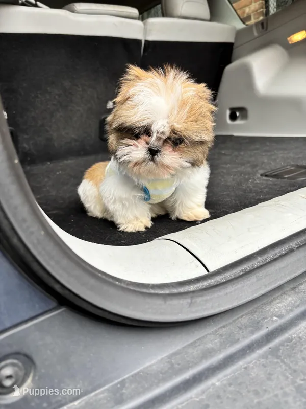 Shih Tzu  – Shih Tzu puppy for sale in Redford Township, MI