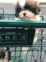 Shih Tzu , a male Shih Tzu for sale in Redford Township, MI – Photo 2 of 4