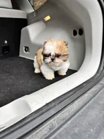 Shih Tzu , a male Shih Tzu for sale in Redford Township, MI – Photo 3 of 4