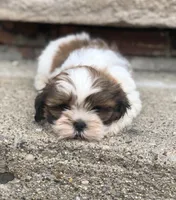 Shih Tzu , a male Shih Tzu for sale in Redford Township, MI – Photo 3 of 4
