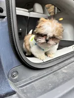 Shih Tzu , a male Shih Tzu for sale in Redford Township, MI – Photo 4 of 4