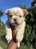 Pinky, a male French Bulldog for sale in Redford Township, MI – 7 of 10