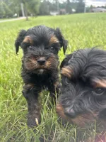 Yorkie poo female , a female Yorkipoo for sale in Redford Township, MI – 3 of 3