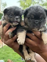 Pinky, a male French Bulldog for sale in Redford Township, MI – 9 of 10