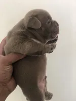 Micro lilac , a male American Bully for sale in New Haven, MI – Photo 3 of 10