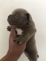 Micro lilac , a male American Bully for sale in New Haven, MI – Photo 2 of 10
