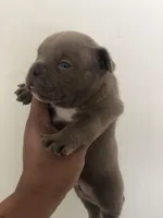 Micro lilac , a male American Bully for sale in New Haven, MI – Photo 1 of 10