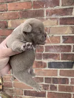 Micro lilac , a male American Bully for sale in New Haven, MI – Photo 6 of 10