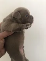 Micro lilac , a male American Bully for sale in New Haven, MI – Photo 4 of 10