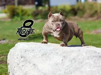 Micro lilac , a male American Bully for sale in New Haven, MI – Photo 9 of 10