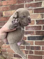 Micro lilac , a male American Bully for sale in New Haven, MI – Photo 5 of 10