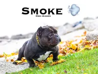 Micro lilac , a male American Bully for sale in New Haven, MI – Photo 10 of 10