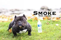 Micro lilac , a male American Bully for sale in New Haven, MI – Photo 7 of 10