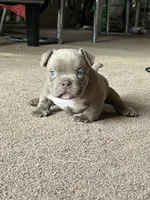 Micro lilac , a male American Bully for sale in Redford Township, MI – Photo 1 of 7