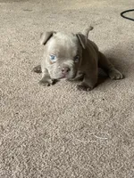 Micro lilac , a male American Bully for sale in Redford Township, MI – Photo 3 of 7