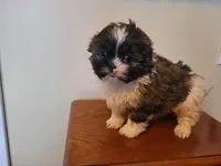 Teddy Bear , a male Bichon Frise and Shih Tzu for sale in Redford Township, MI – Photo 2 of 4