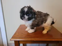 Teddy Bear , a male Bichon Frise and Shih Tzu for sale in Redford Township, MI – Photo 4 of 4