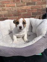 Jack Male , a male Jack Russell Terrier for sale in New Haven, MI – Photo 5 of 10