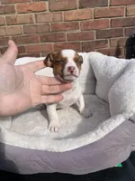 Jack Male , a male Jack Russell Terrier for sale in New Haven, MI – Photo 7 of 10