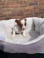 Jack Male , a male Jack Russell Terrier for sale in New Haven, MI – Photo 4 of 10