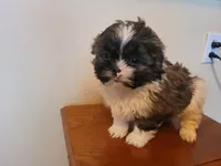 Teddy Bear , a male Bichon Frise and Shih Tzu for sale in Redford Township, MI – Photo 1 of 4