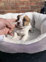 Jack Male , a male Jack Russell Terrier for sale in New Haven, MI – Photo 10 of 10