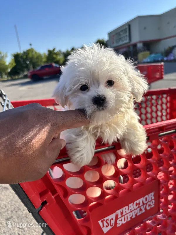 Maltese  – Maltese puppy for sale in Redford Township, MI