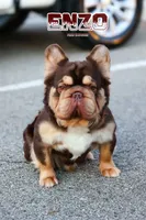 Lilac and tan, a female French Bulldog for sale in Redford Township, MI – 9 of 10