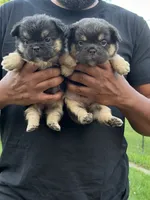 Smaller , a male French Bulldog for sale in Redford Township, MI – 4 of 10