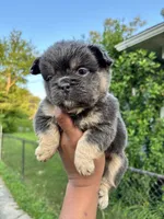 Lilac and tan, a female French Bulldog for sale in Redford Township, MI – 2 of 10