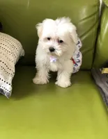 Maltese , a female Maltese for sale in Redford Township, MI – 2 of 3