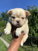 Lilac and tan, a female French Bulldog for sale in Redford Township, MI – 7 of 10