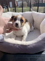 Female 1, a female Jack Russell Terrier for sale in New Haven, MI – Photo 6 of 9