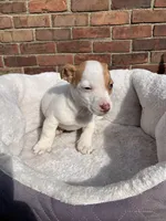 Female 1, a female Jack Russell Terrier for sale in New Haven, MI – Photo 8 of 9