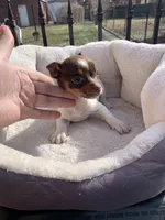 Female 1, a female Jack Russell Terrier for sale in New Haven, MI – Photo 5 of 9