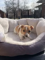 Female 1, a female Jack Russell Terrier for sale in New Haven, MI – Photo 2 of 9