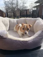 Female 1, a female Jack Russell Terrier for sale in New Haven, MI – Photo 1 of 9