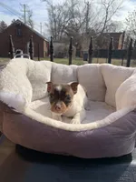 Female 1, a female Jack Russell Terrier for sale in New Haven, MI – Photo 4 of 9