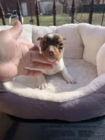 Female 1, a female Jack Russell Terrier for sale in New Haven, MI – Photo 3 of 9