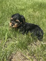 Pretty Girl , a female Yorkipoo for sale in Redford Township, MI – Photo 1 of 6