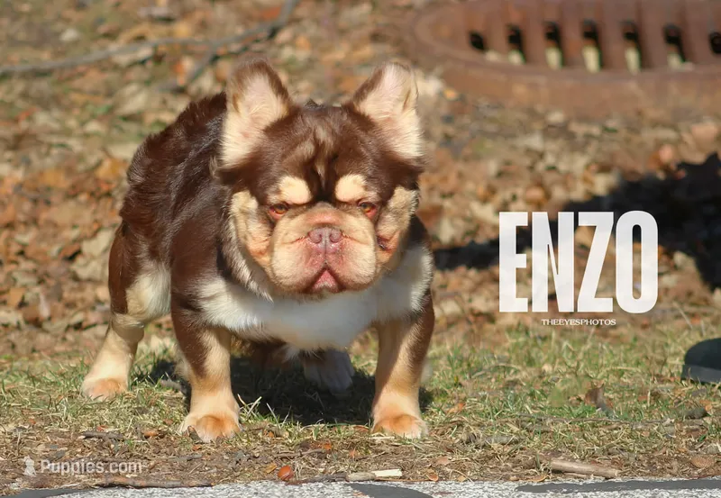Pinky – French Bulldog puppy for sale in Redford Township, MI