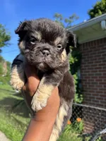 Lilac and tan, a female French Bulldog for sale in Redford Township, MI – 3 of 10