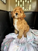 Buddy Love, a male Cockapoo for sale in Redford Township, MI – 5 of 7