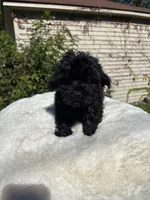 Female Yorkue poo, a female Yorkipoo for sale in Redford Township, MI – 3 of 10