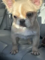 Gelo, a male French Bulldog for sale in Redford Township, MI – 7 of 9