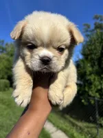 Smaller , a male French Bulldog for sale in Redford Township, MI – 8 of 10