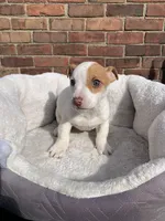 Jack Russell f , a female Jack Russell Terrier for sale in Redford Township, MI – 2 of 4